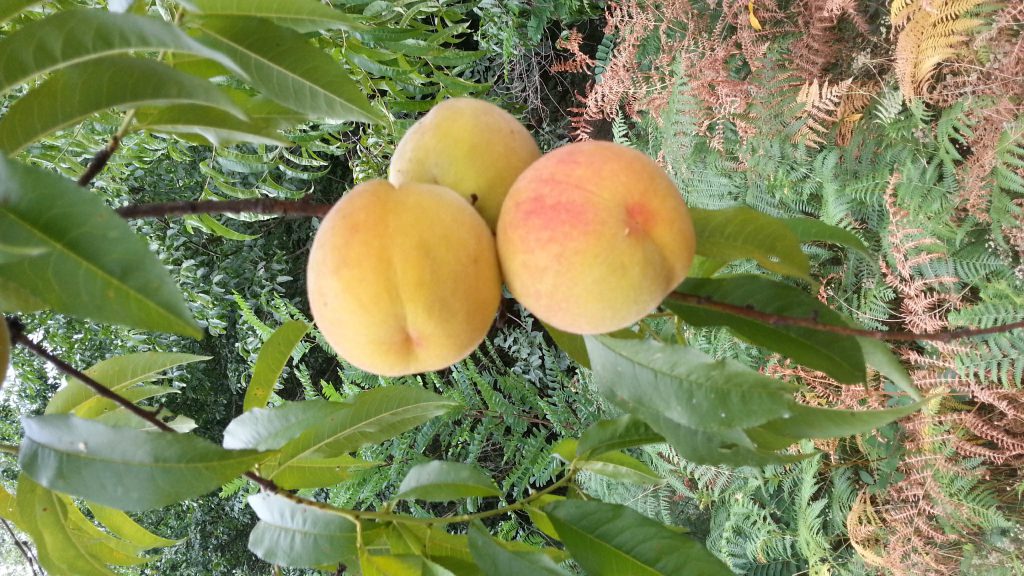 Melocotones en Finca El Venero